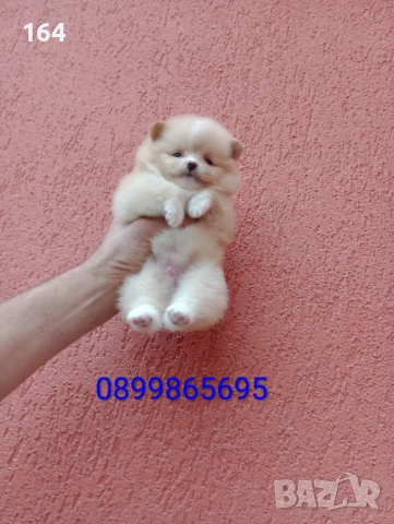 Мъжки мини Померан. Реални снимки! , снимка 5 - Померан - 54649007