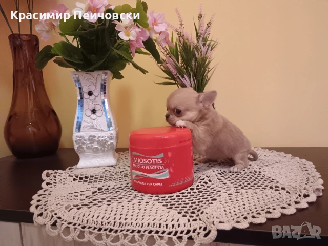 момче чихуахуа. , снимка 2 - Чихуахуа - 54941033