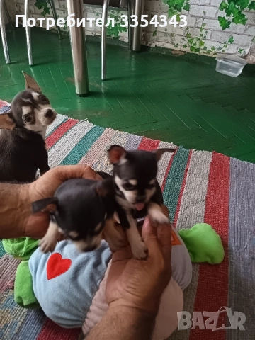 Чихо пинчери   момичета  родени са 0406 26, снимка 7 - Пинчер - 55129990