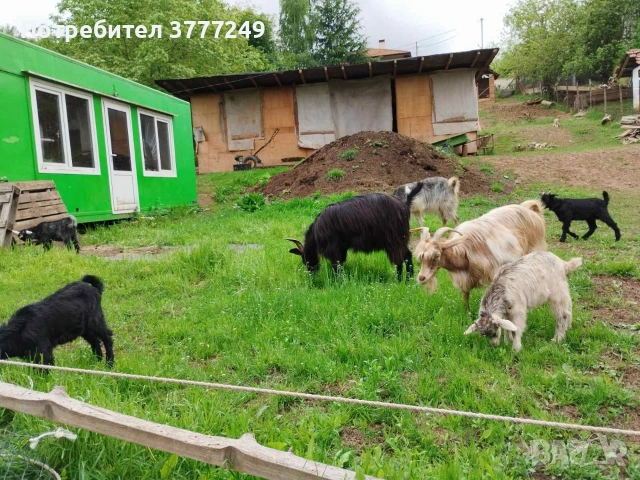 Продавам кози , снимка 2 - Кози - 54483034