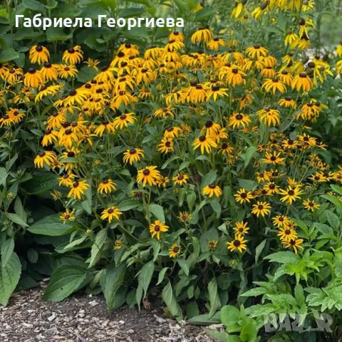 Рудбекия/ Rudbekia fulgida "Goldstrum"