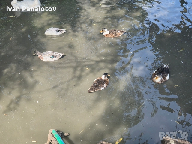 продавам патета call duck, снимка 3 - други­ - 55250821