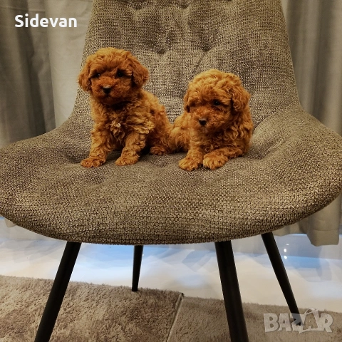 Пудел Той и Мини 