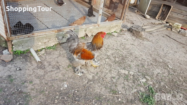 Брами ,яйца ,пилета и големите, снимка 13 - Кокошки и пуйки - 54263198