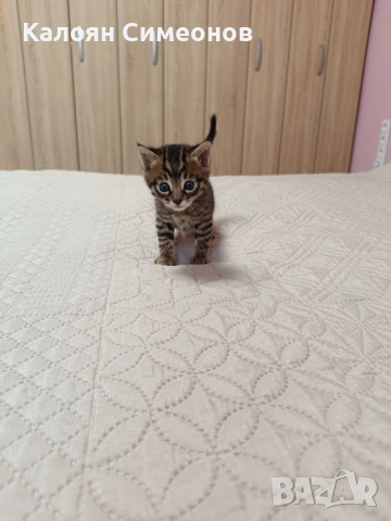 Бенгалски котета, снимка 4 - Бенгалски - 54357737