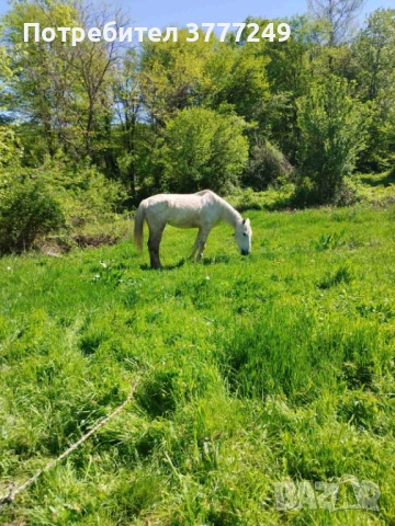 Продавам кобила, снимка 3 - Коне - 54337331