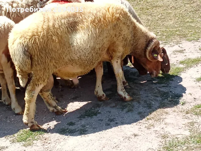 овце и коч аваси , снимка 6 - Овце - 55535485