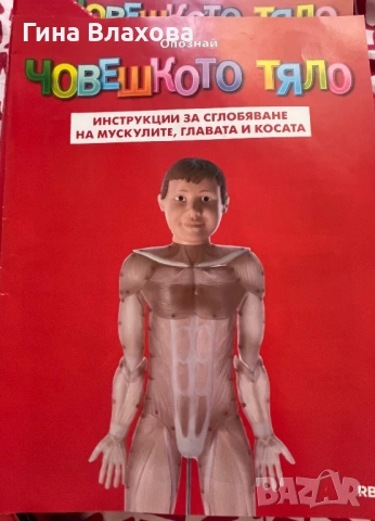 Човешкото тяло-мускули