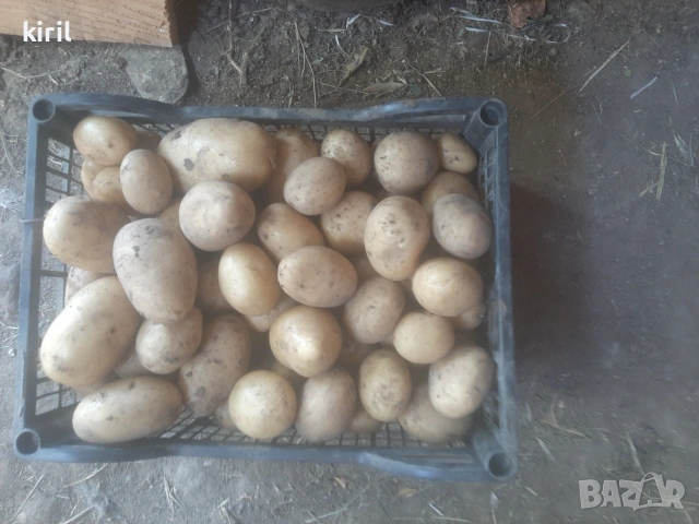 Пресни домашни картофи , снимка 4 - Домашни продукти - 55049333