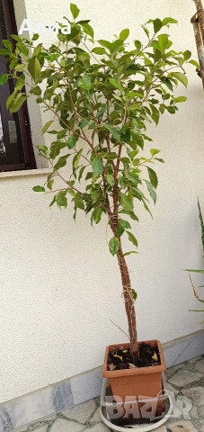 Фикус Бенджамин Microcarpa, височина 145-135см, снимка 2 - Стайни растения - 54500156