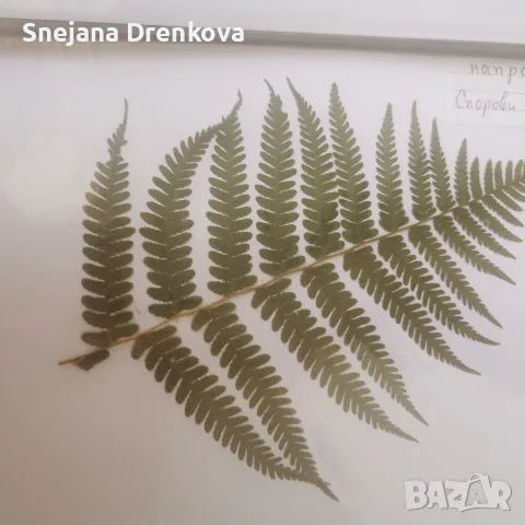 Систематичен хербарий, снимка 2 - Ученически пособия, канцеларски материали - 55350745