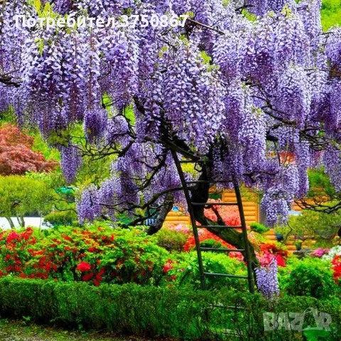 💜🌿💜 Глициния / Вистерия (Wisteria)