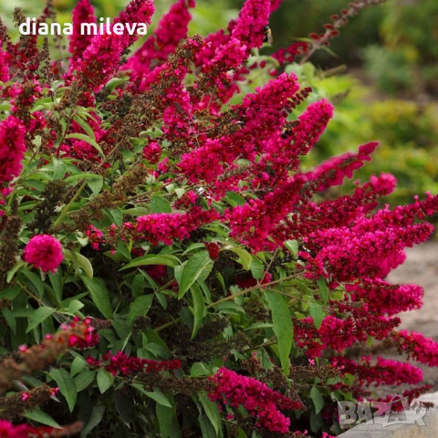 Buddleja dav. Butterfly Candy Little Ruby