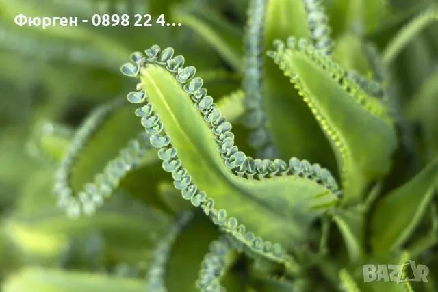 Каланхое Дегремонтиана (Kalanchoe daigremontiana) – живородно сукулентно растение, снимка 3 - Разсади - 55335838