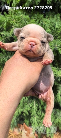 Френски булдог/French Bulldog , снимка 11 - Френски булдог - 54656690