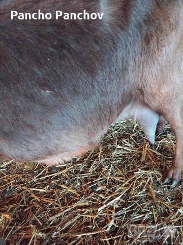 продавам четири кози , снимка 4 - Кози - 54322070