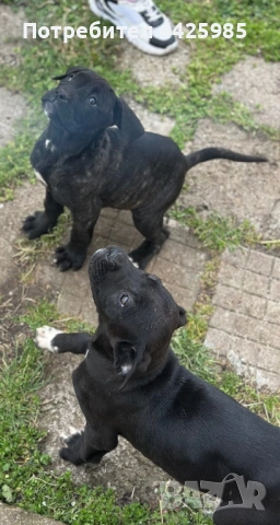 Кученца Кане Корсо, снимка 3 - Кане корсо - 54024886