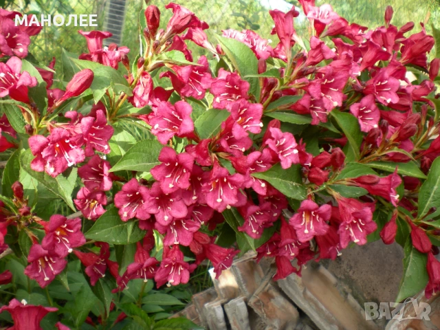 🌺🌺🌺🌺 Вайгела 🌹🌹🌹🌹, снимка 2 - Градински цветя и растения - 54441392