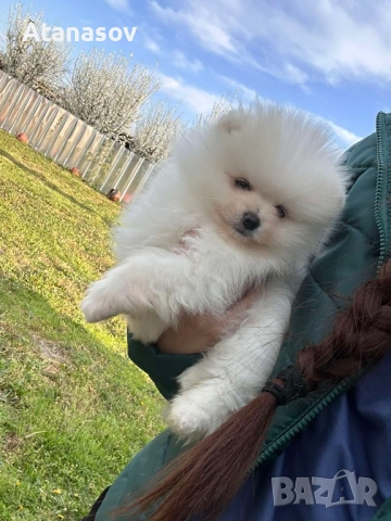 Померан Померанчета