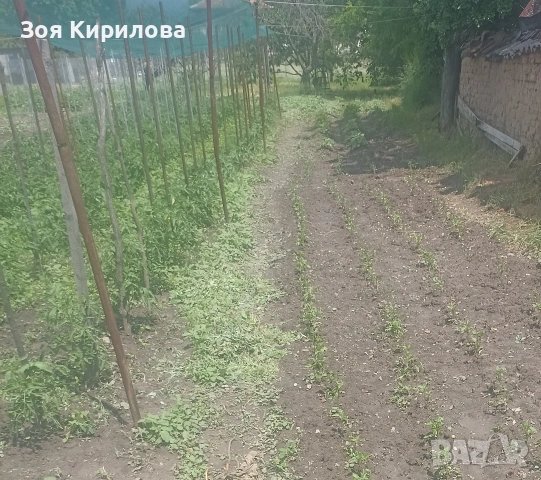 Скоро домашни домати и краставици от Елинпелинският край , снимка 9 - Домашни продукти - 55089379