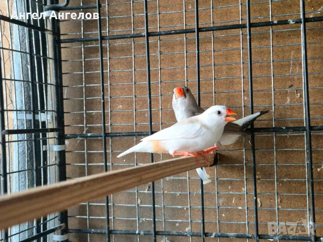 зеброви амадини , снимка 5 - Амадини - 55637073
