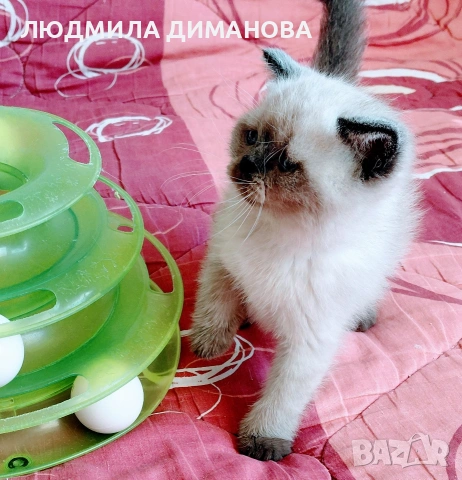 Шотландско мъжко Скоттиш Страйт , снимка 10 - Британска късокосместа - 54371287