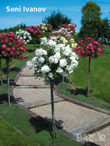 Контейнерни рози, щамбова рози, снимка 6 - Градински цветя и растения - 54100721