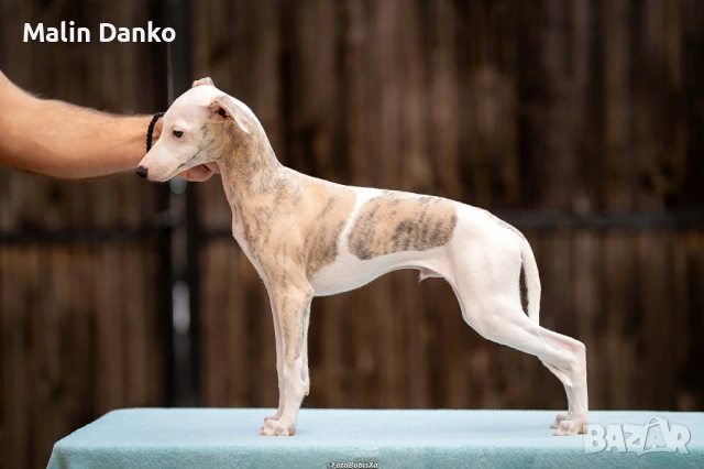  Малка Английска хрътка (УИПЕТ) , снимка 3 - Хрътка - 54134206