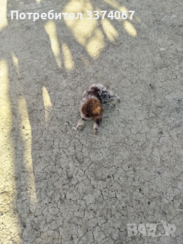 Логото , снимка 2 - Други - 54009022