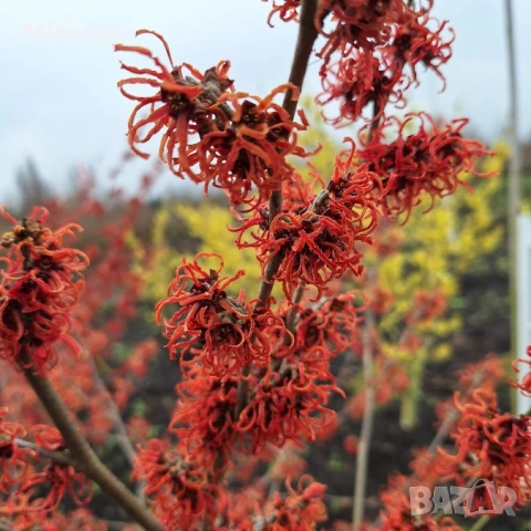 Вещерско дърво-(Магически лешник ), снимка 9 - Градински цветя и растения - 54305629