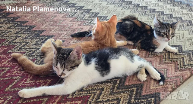 Супер котета британчета!!!, снимка 6 - Британска късокосместа - 54821461