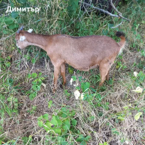 Три кози и 4 ярета, снимка 8 - Кози - 55420932
