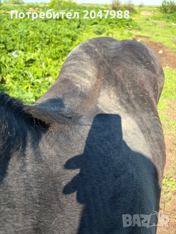 Кобила кон коне, снимка 9 - Коне - 54317054