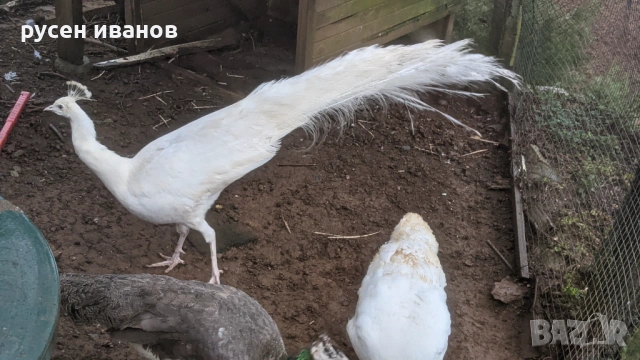 бели пауни 3 години