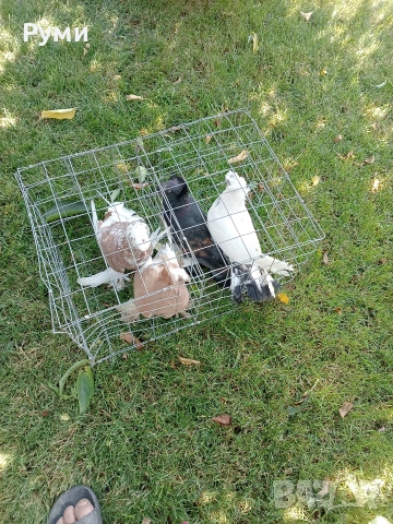 Продавам Гълъби Димкежи
