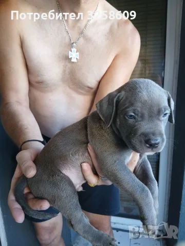 🐶 Продавам красиви Американски Питбул кученца - 8 броя, 2 месеца, снимка 15 - Питбул - 55679299