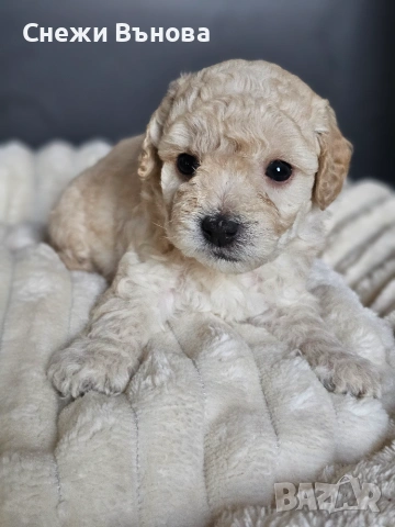 Ексклузивни Малтипу F1b бебета (Maltipoo) + Пълен Премиум Стартов Пакет (Подарък над 300€), снимка 2 - Други - 54980547