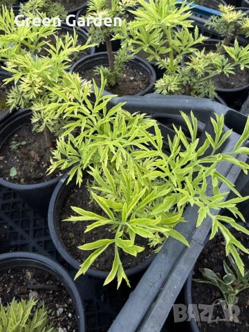 Бъз Sambucus nights “Golden Tower”, снимка 2 - Градински цветя и растения - 54784109