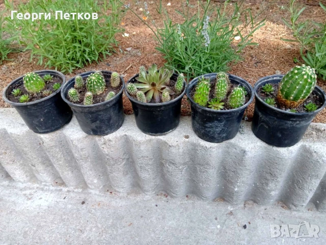 Кактуси и Алпийски рози в саксийка.