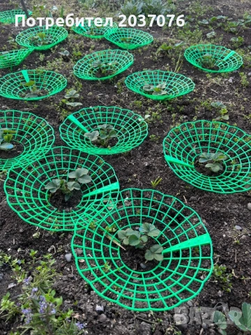 Иновативна стойка за ягоди – Без гниене и мръсотия