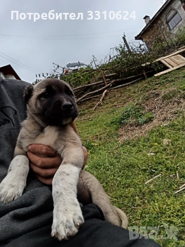 Продавам кангал