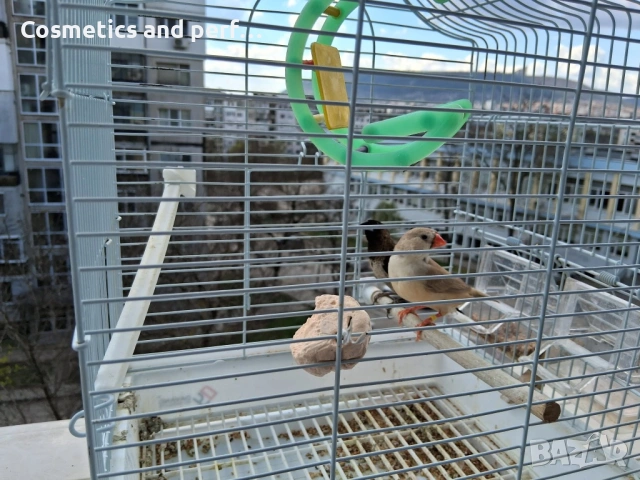 Продавам амадинки заедно с кафеса , снимка 7 - Амадини - 54138646