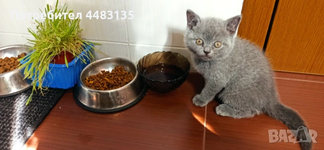 Котенца, снимка 12 - Британска късокосместа - 54756425