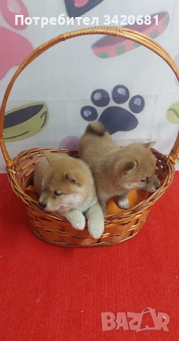 Шиба Ину Shiba inu , снимка 4 - Шиба ину - 55160857