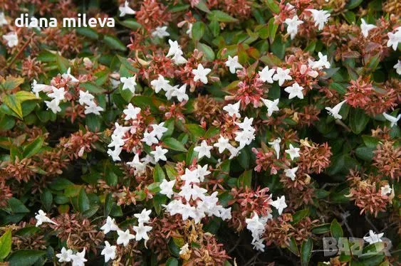 Абелия Грандифлора Прострата, Аbelia Grandiflora Prostrata!!!