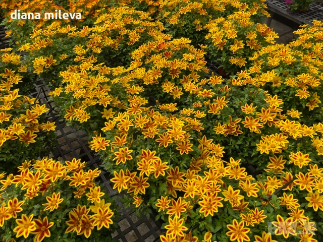 Три различни сорта Биденс!!, снимка 5 - Градински цветя и растения - 54284476