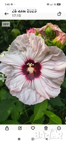 Градински хибискус Луна, снимка 2 - Градински цветя и растения - 54993051
