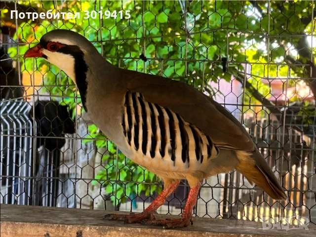 Кеклици , снимка 2 - Кокошки и пуйки - 54974928