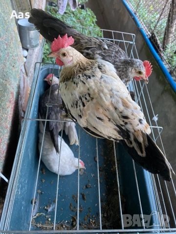 Джинки чифтове, снимка 6 - Кокошки и пуйки - 54315090