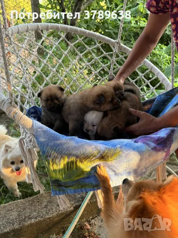 Чау - Чау  💙🐾🐶 Най-пухкавите Чау Чау бебета очакват своите нови семейства , Много скоро 🎉🪭❤️✨🐾🥰🐩➡️⤵️, снимка 8 - Чау Чау - 55342819